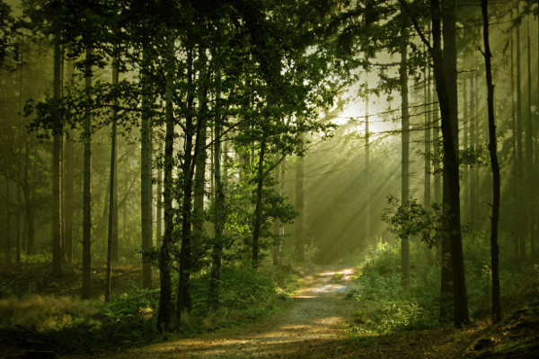 stock-photo-sun-rays-600x400