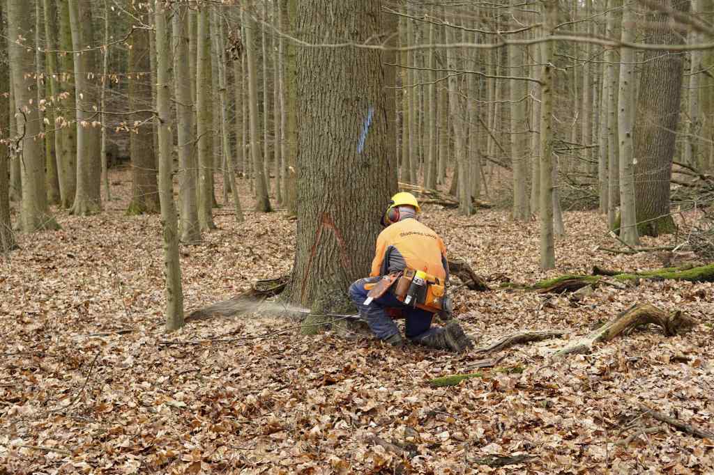 Lübeck: Another Way of Logging – Yellow Point Ecological Society