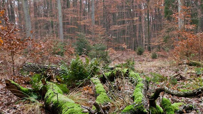 luebeck-wald-stadtwald-gp04ese