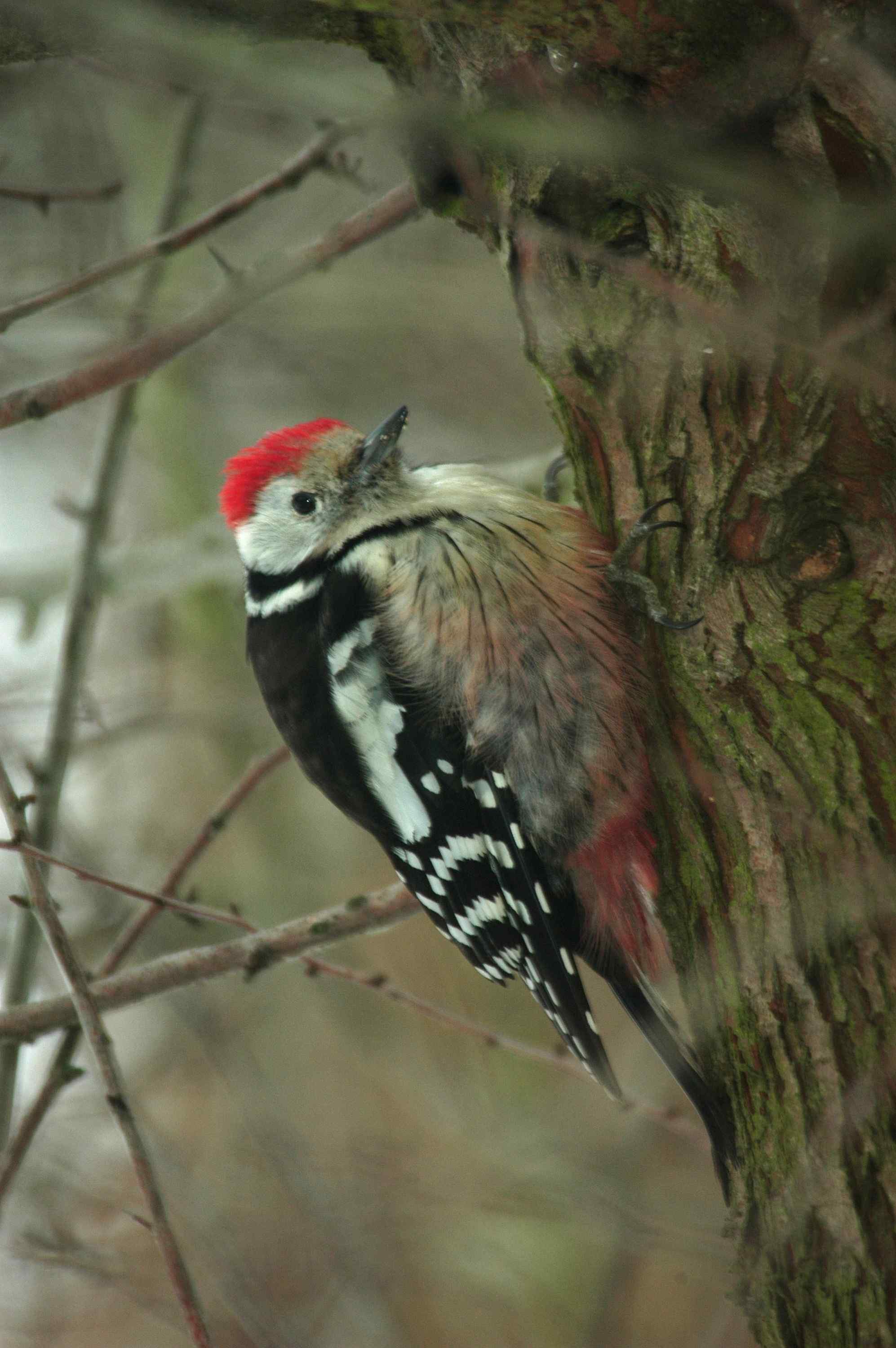 middle-spotted woodpecker