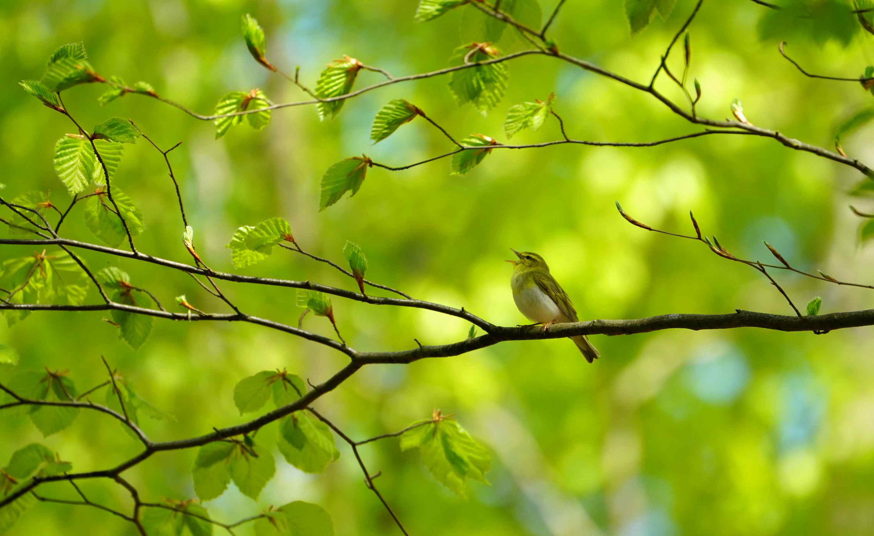 seldom bird (wood warbler) normally in primary forests