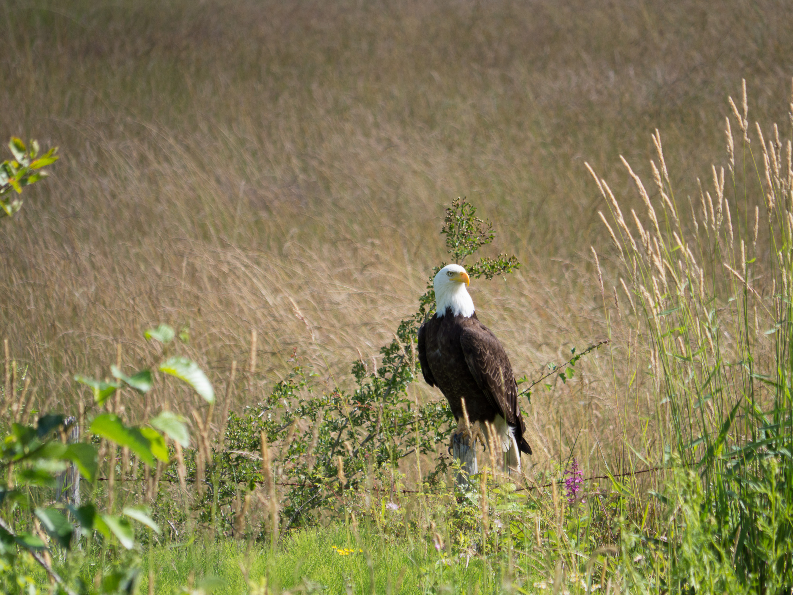 Bald Eagle