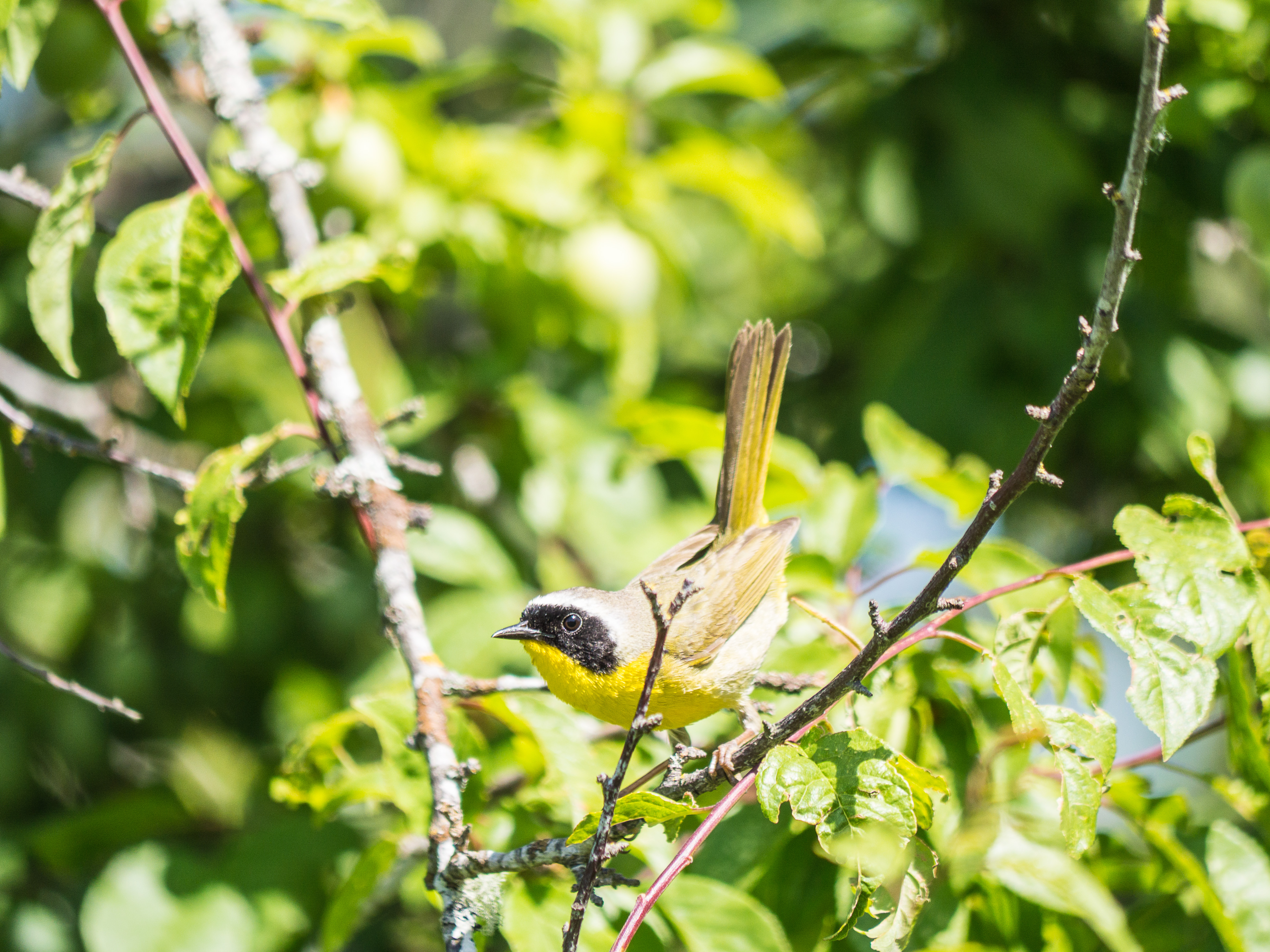 Common Yellowthroat