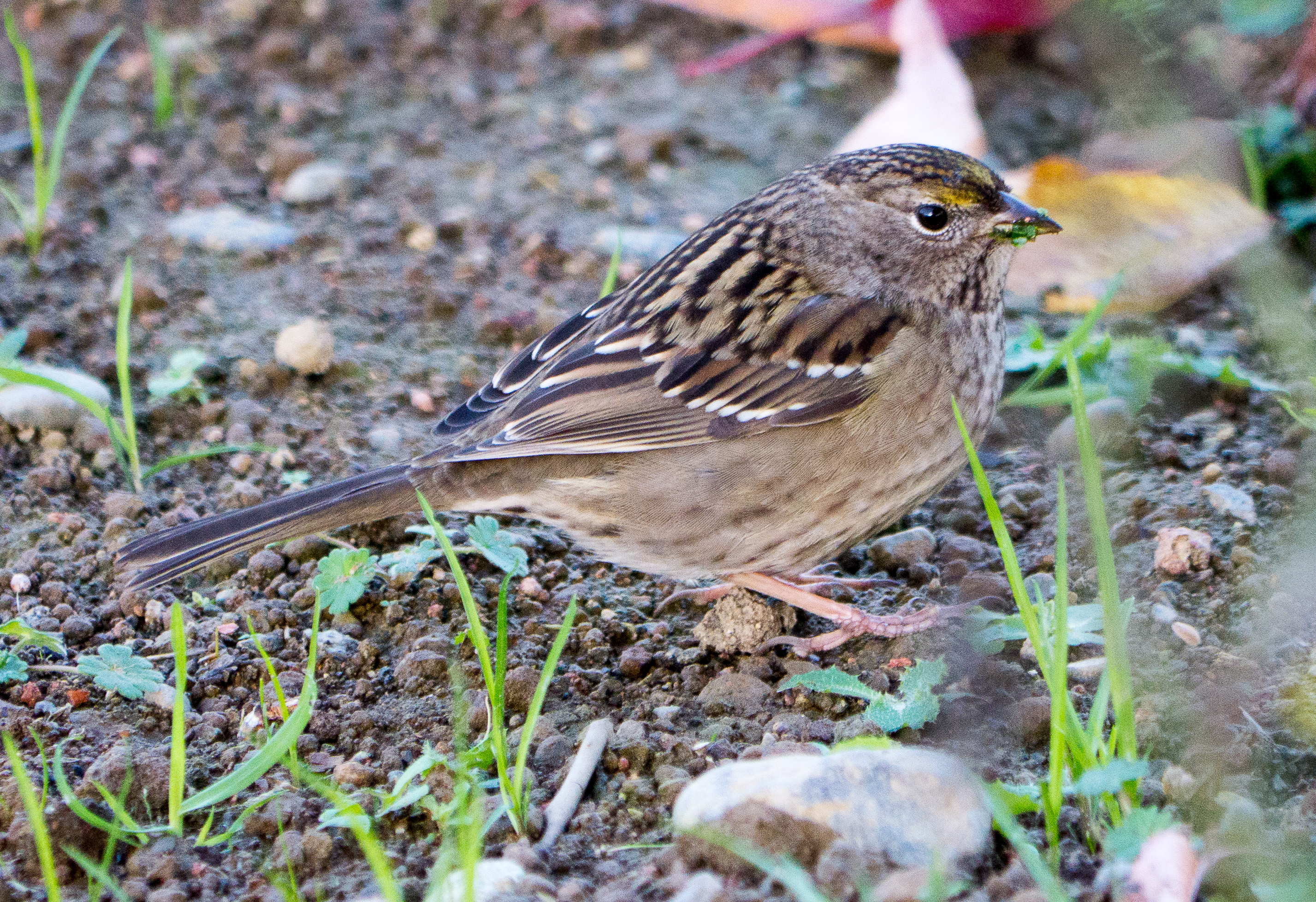 Golden Crowned Sparrow