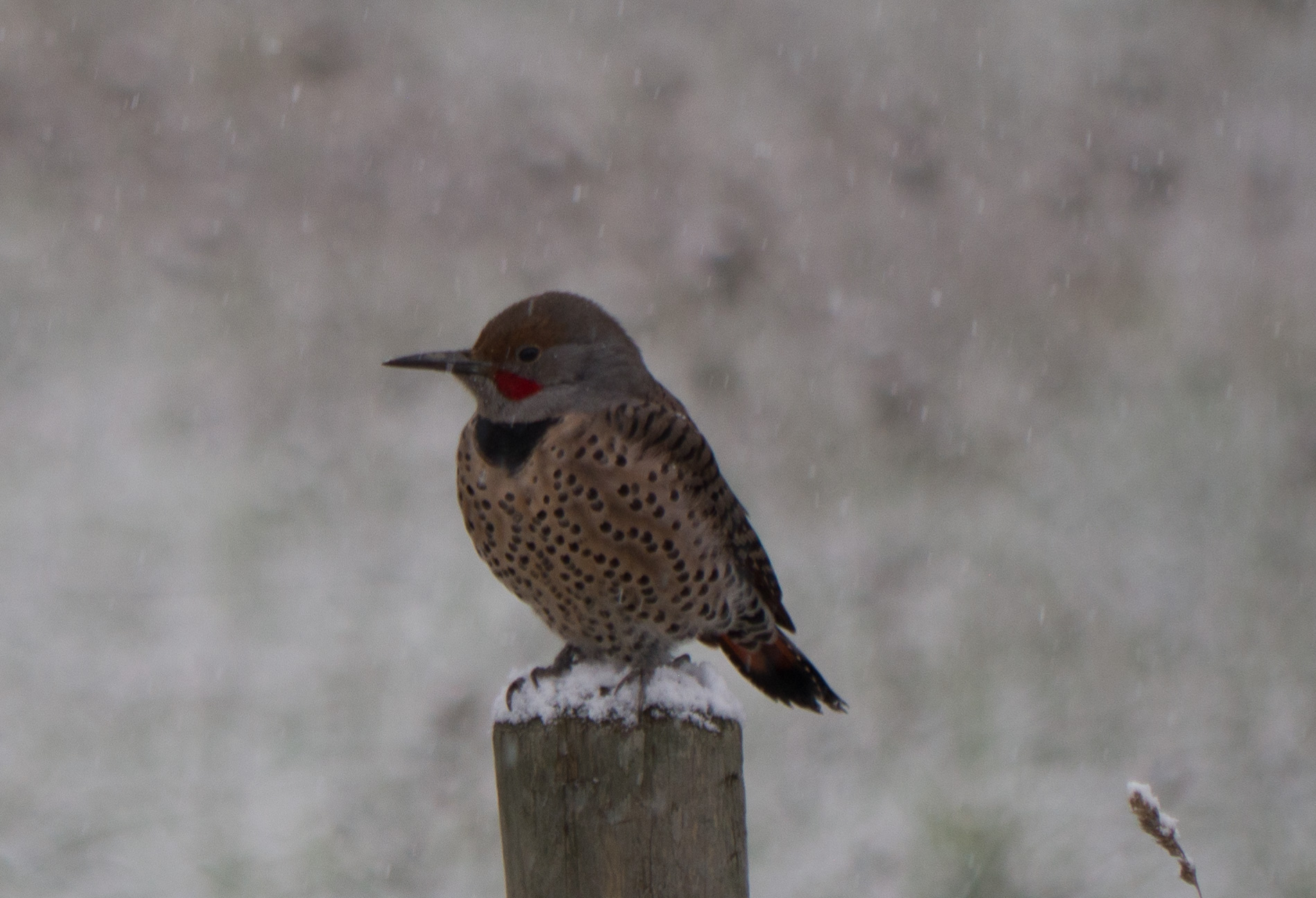 Northern Flicker