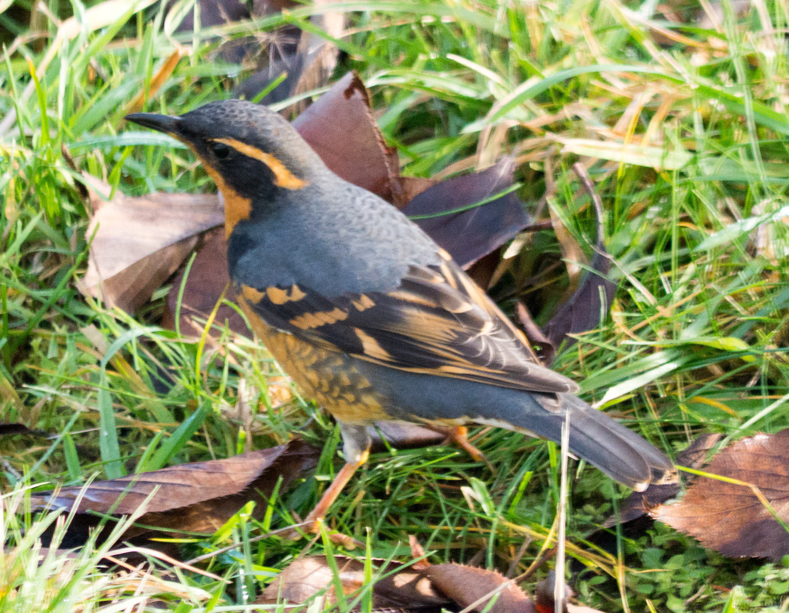 Varied Thrush 2