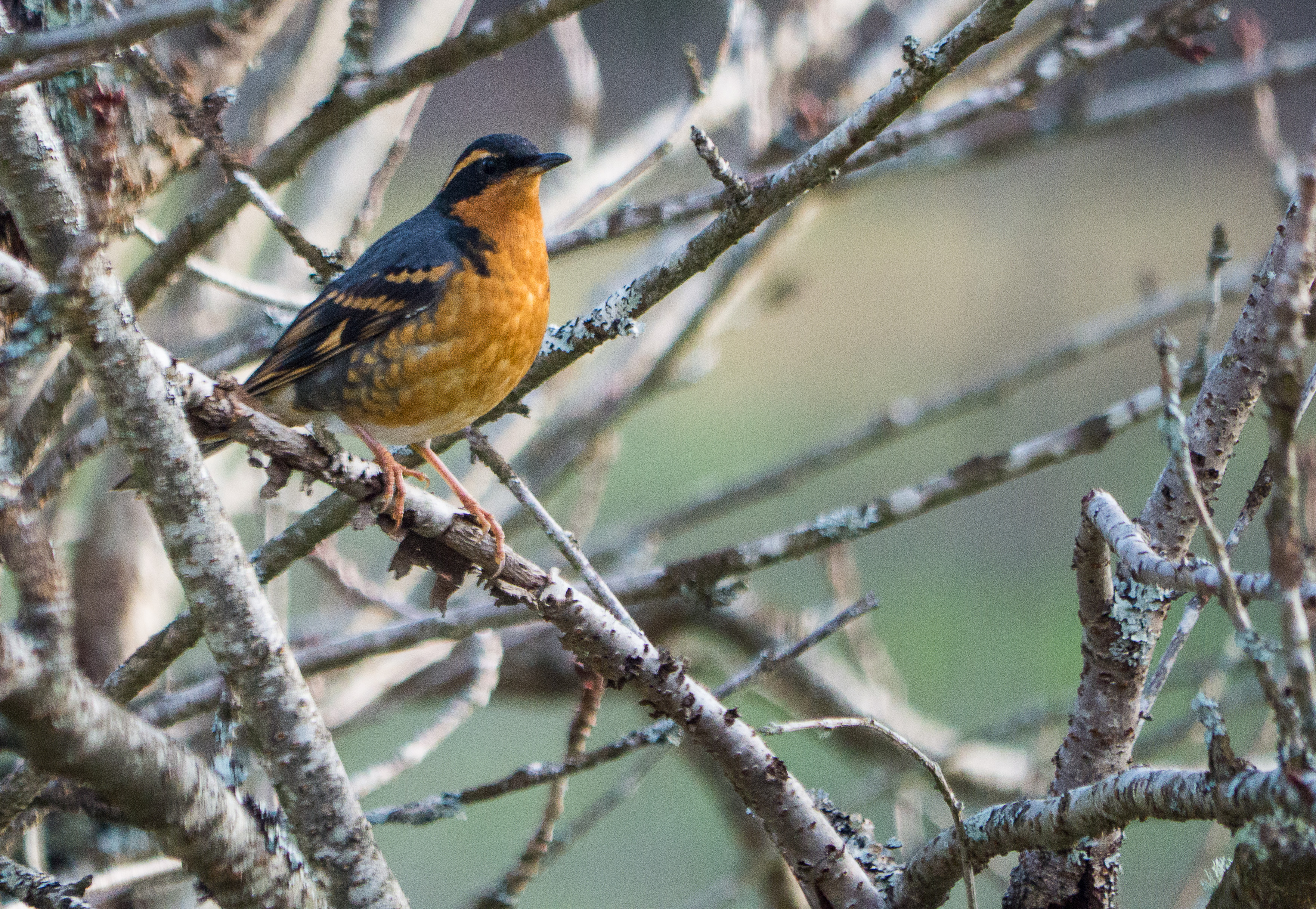 Varied Thrush