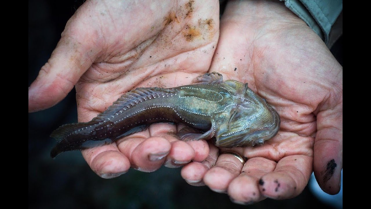 Pytty Fish A Very Fishy Tale – Yellow Point Ecological Society