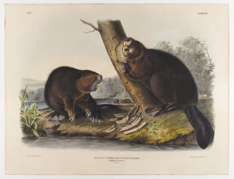 Leave it to Beavers – Yellow Point Ecological Society
